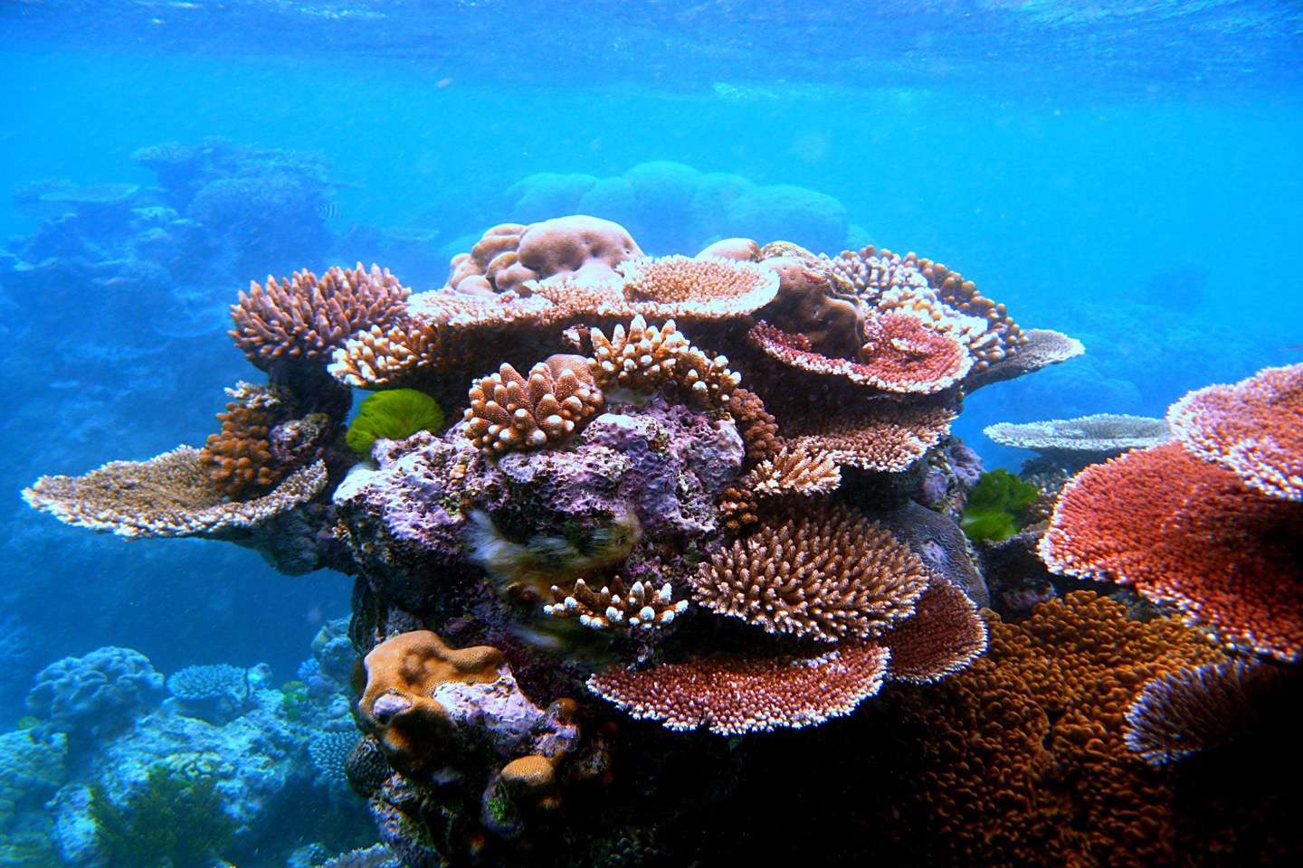 κοράλλια