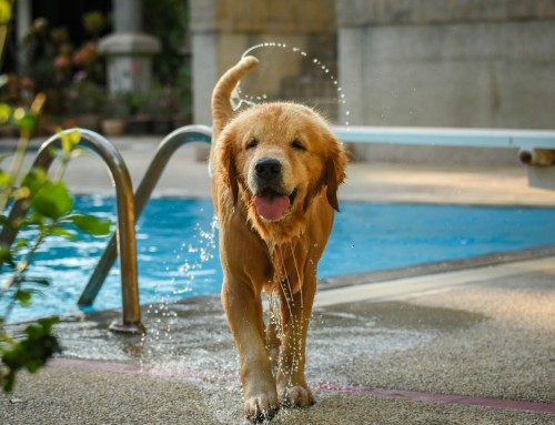 Σκύλος και κολύμπι: Τι να προσέχετε όταν πηγαίνετε μαζί για μπάνιο