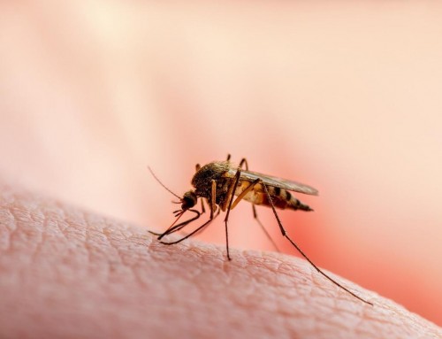 Κουνούπια: Τι τα προσελκύει και πώς να προστατευτούμε;